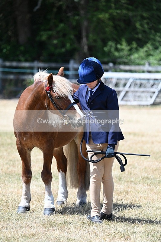 WJ7_2525 - Most Handsome Gelding Champs