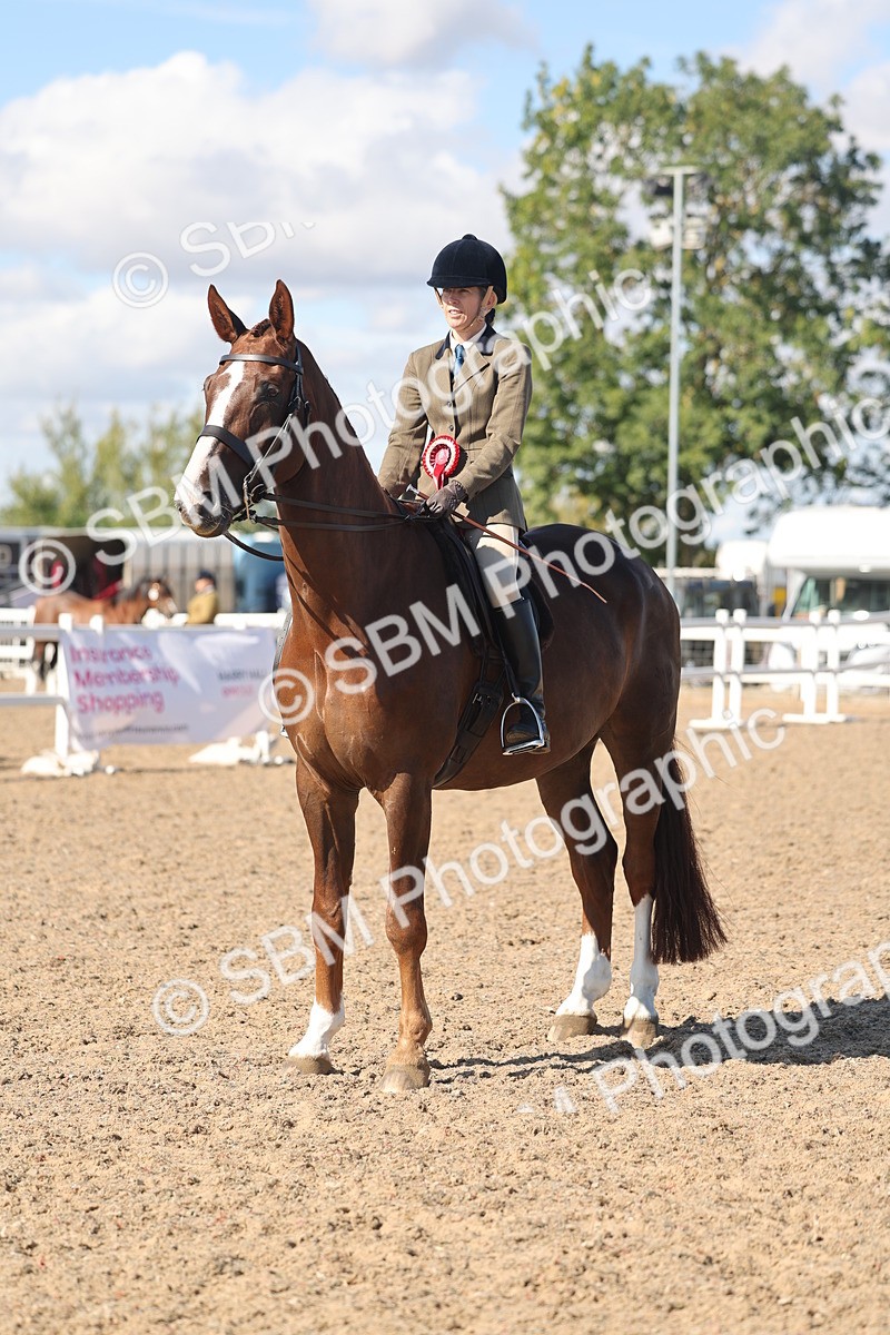 SBM_13106 - Class 305 - Ridden Foreign Breed Pure Bred