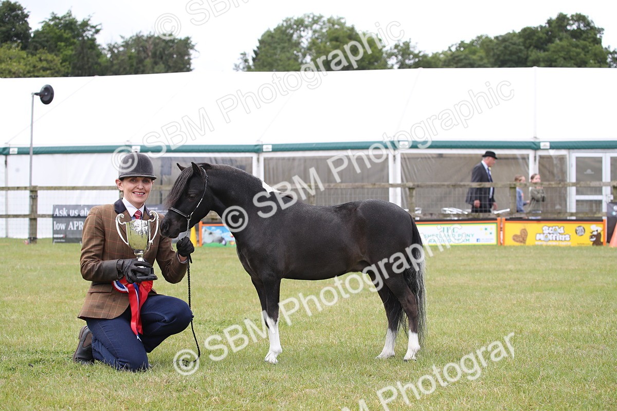 SBM_03570 - Class 23-25 - British Miniature Horse of the Year