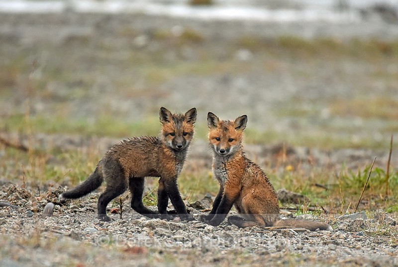 Red Fox Kits Vulpes Vulpes - Mammals, Reptiles & Amphibians