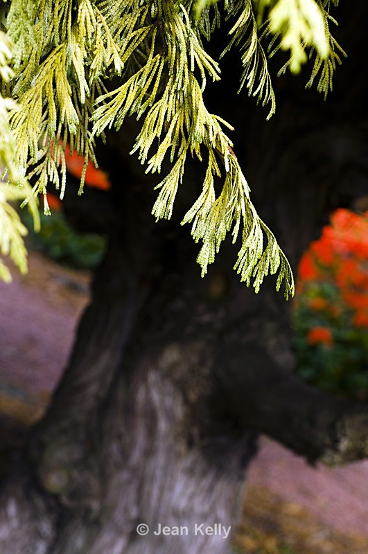 Tree - 6492 - Trees