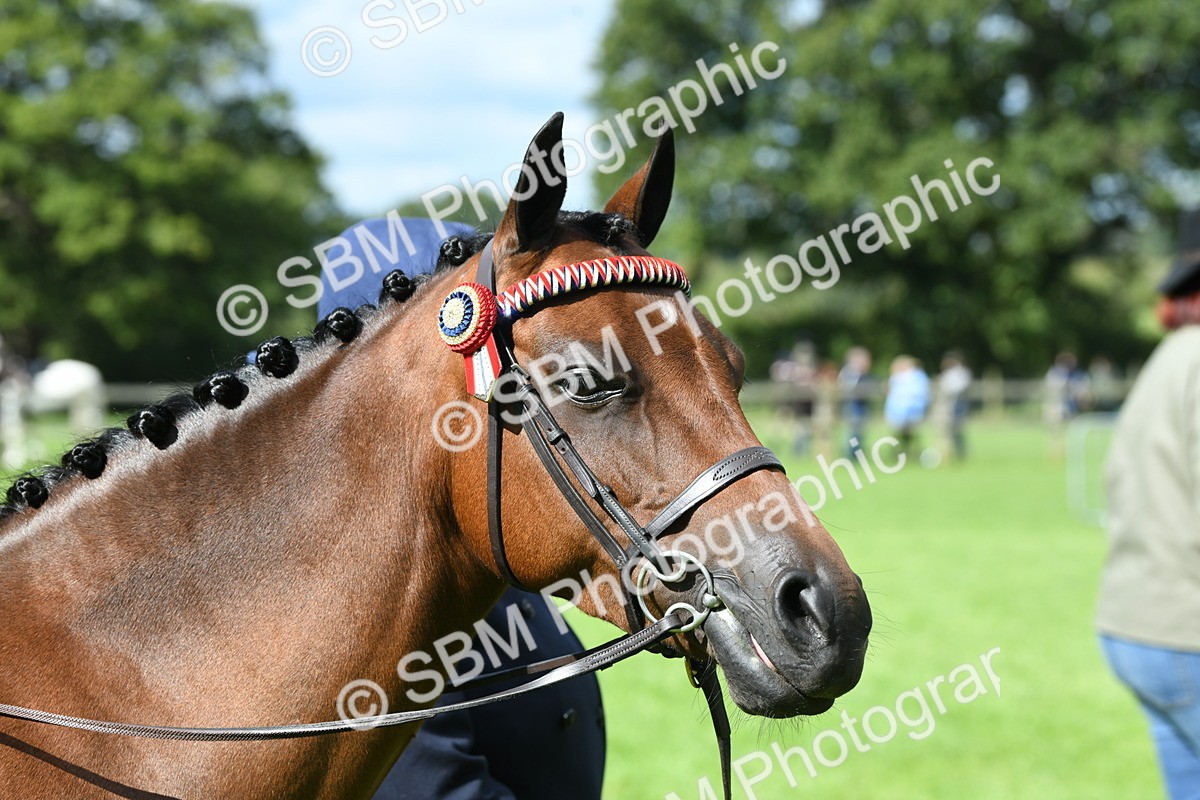 SBM_41233 - S19 - Lead Rein Show & Show Hunter Pony