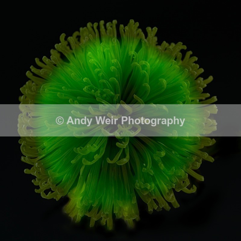 20120619-_MG_8996-1172-1174-1177 - Plants & Flowers