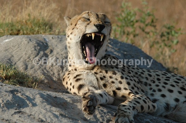  - Africa