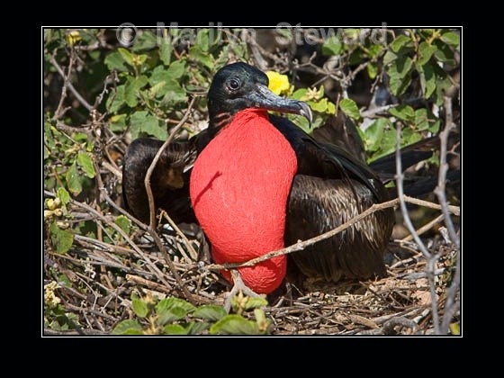 Male frigatebird - Galapagos Islands