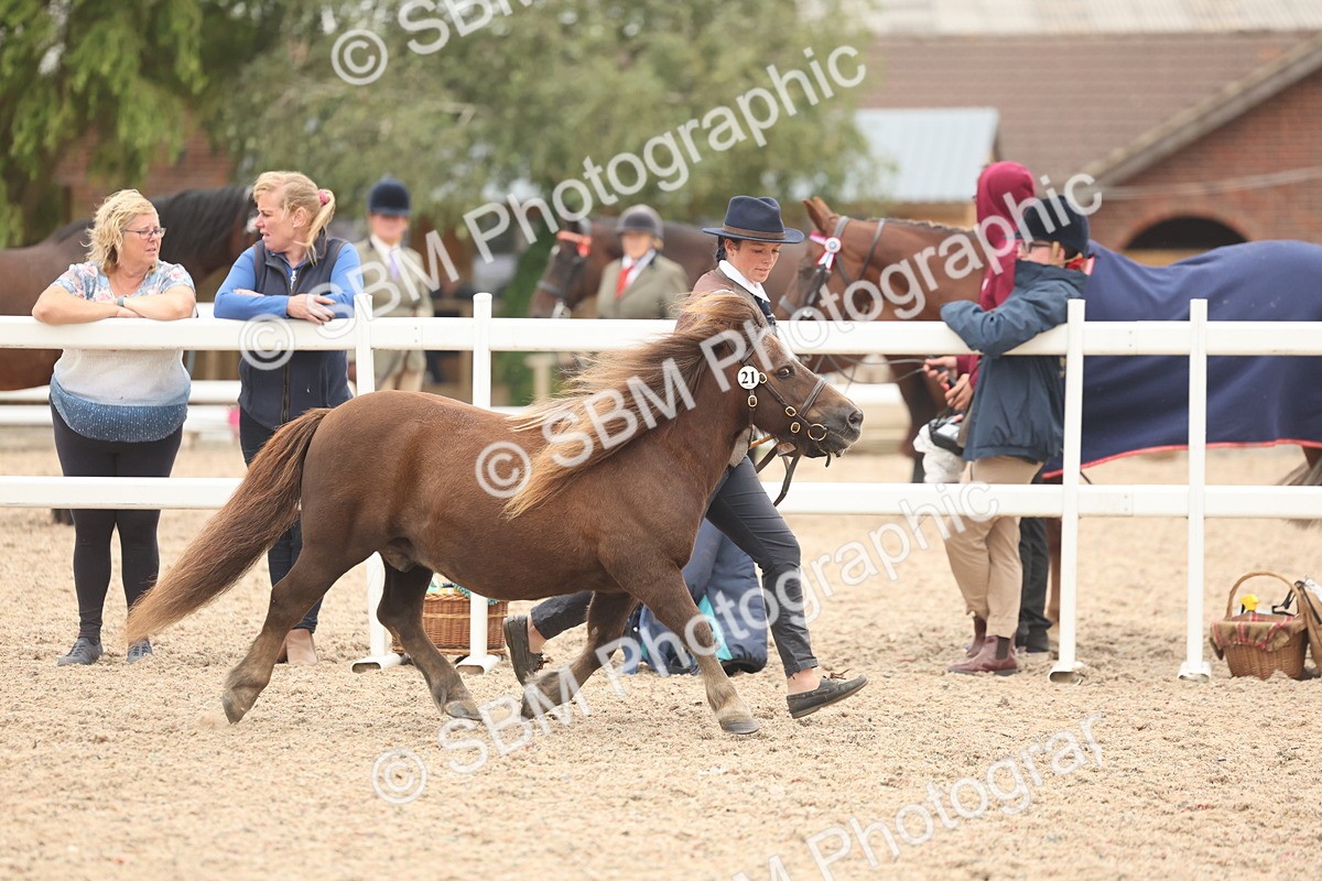 SBM_19272 - Class 317 - IH Pure Bred Horse-Pony