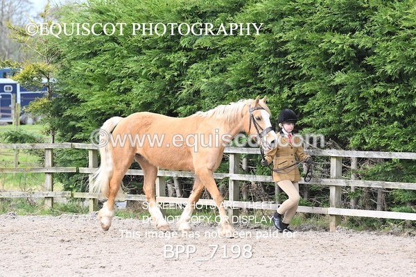 BPP_7198 - RING 1  (RIDDEN HORSES / IN HAND / VETERAN ETC)