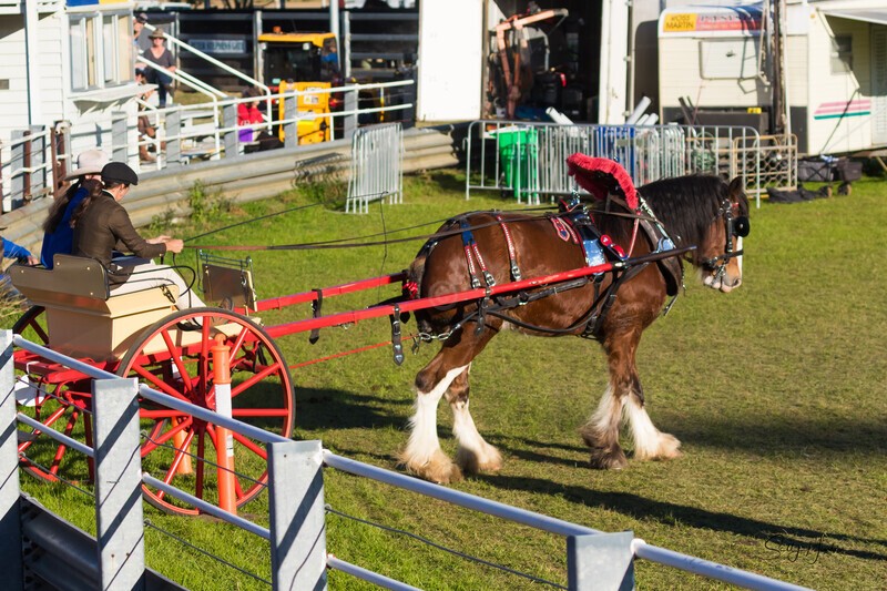 Harness Driving Challenge 24. 0A3A9733 - 2025 Senic Rim Clydesdale Spectacular