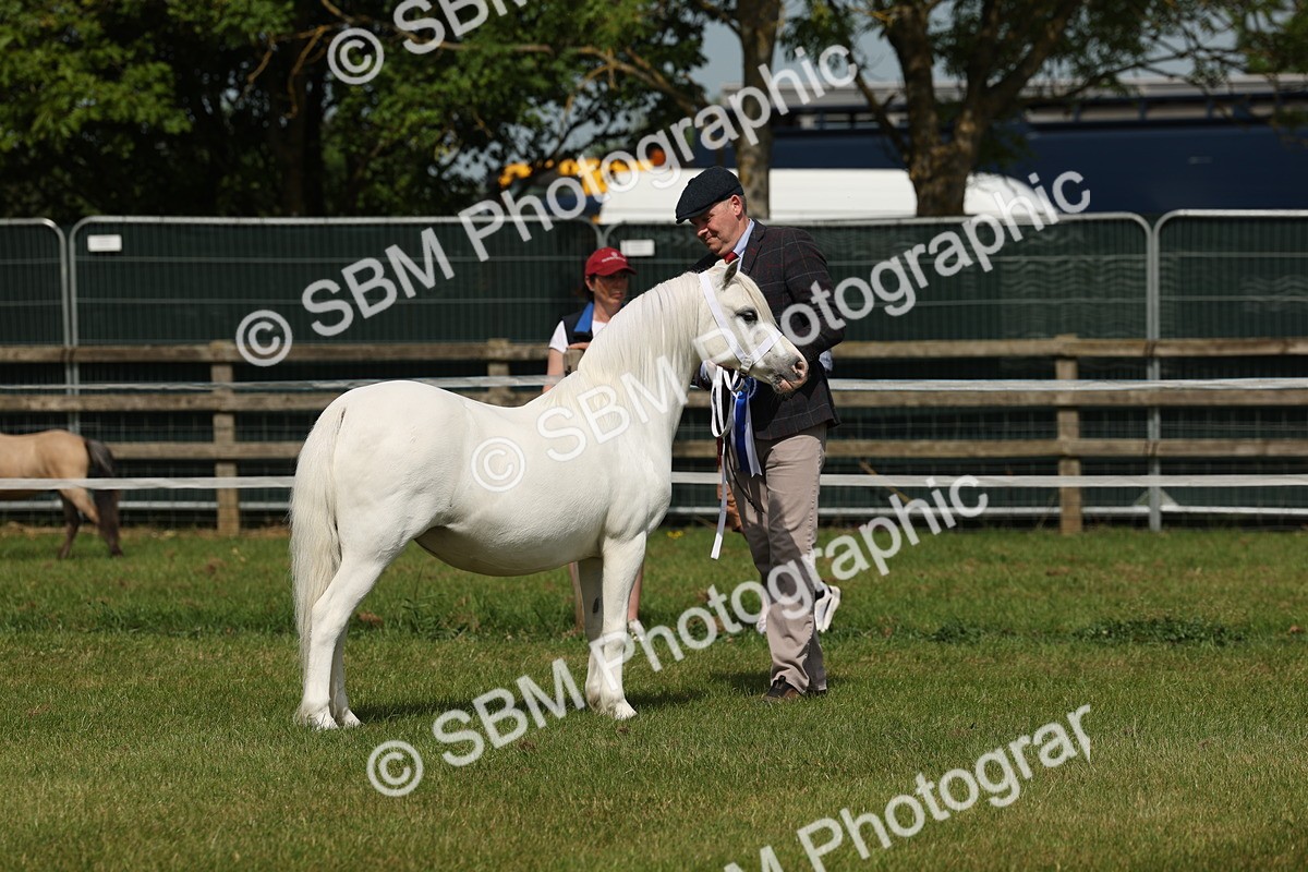 SBM_02404 - Class 6-13 - Mountatin and Moorland In Hand Welsh Breeds