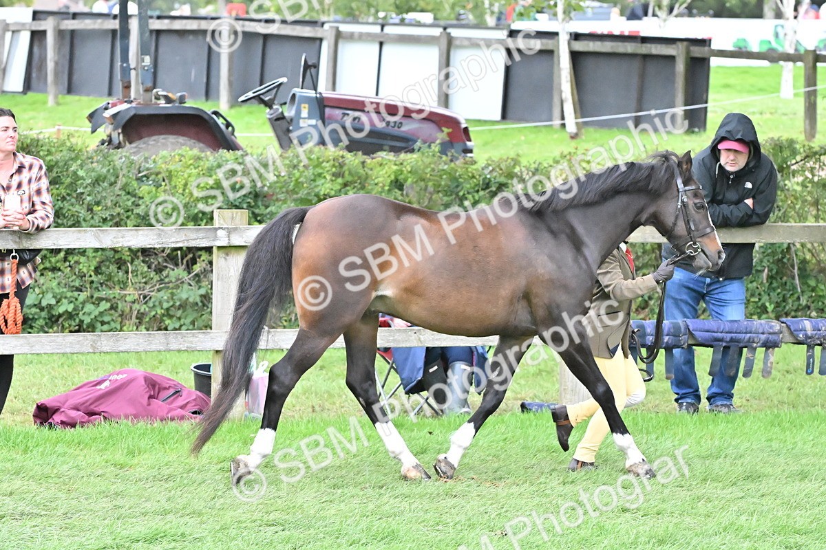SBM_68527 - S42 - Junior Handler 9-12 Years