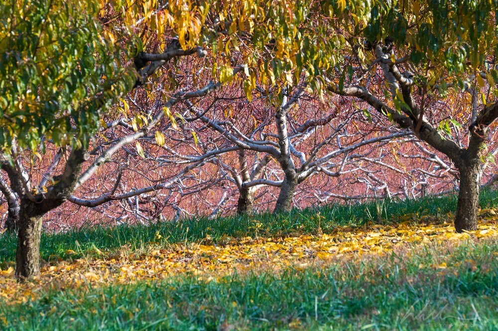 DSC_8348 - Autumn