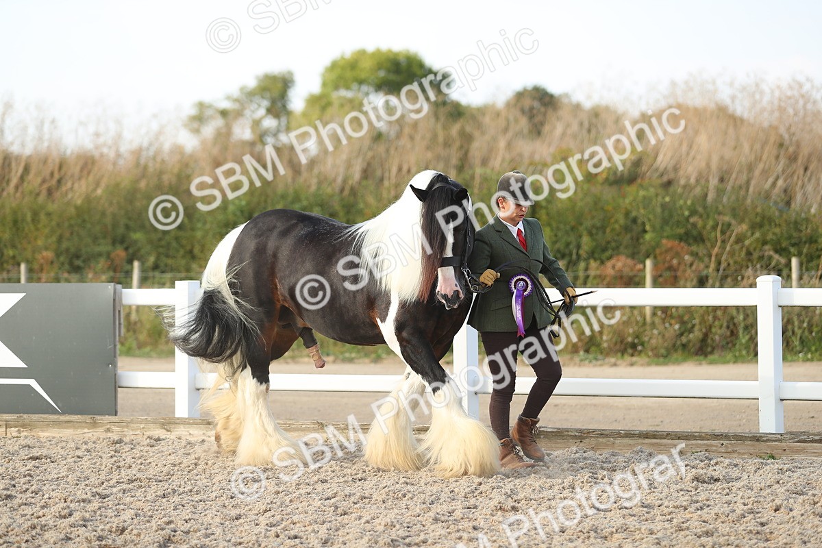 SBM_08731 - Class 28 - IH Veteran Horse