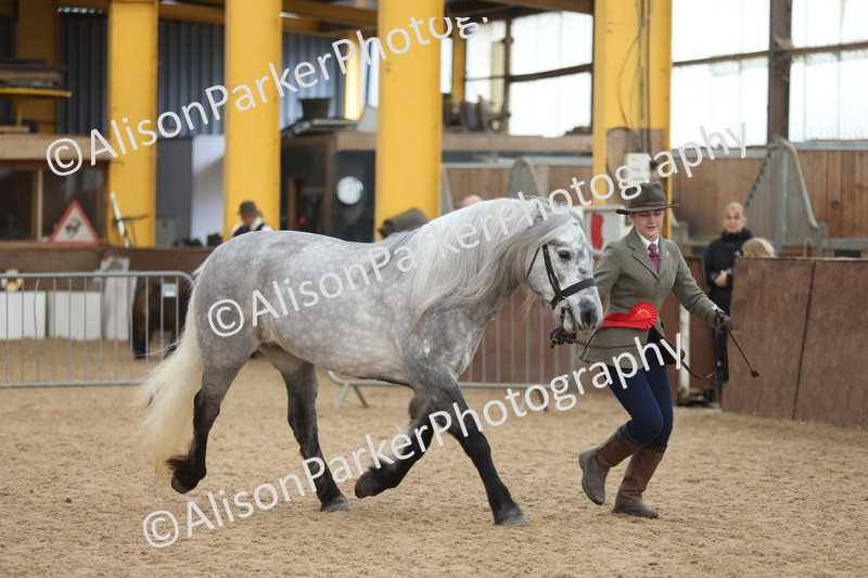 20251109-1059 - Class 28 - Mares 4 Years and over