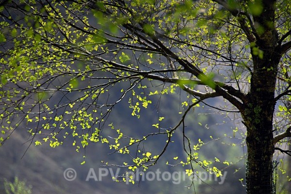 - Petals and Leaves