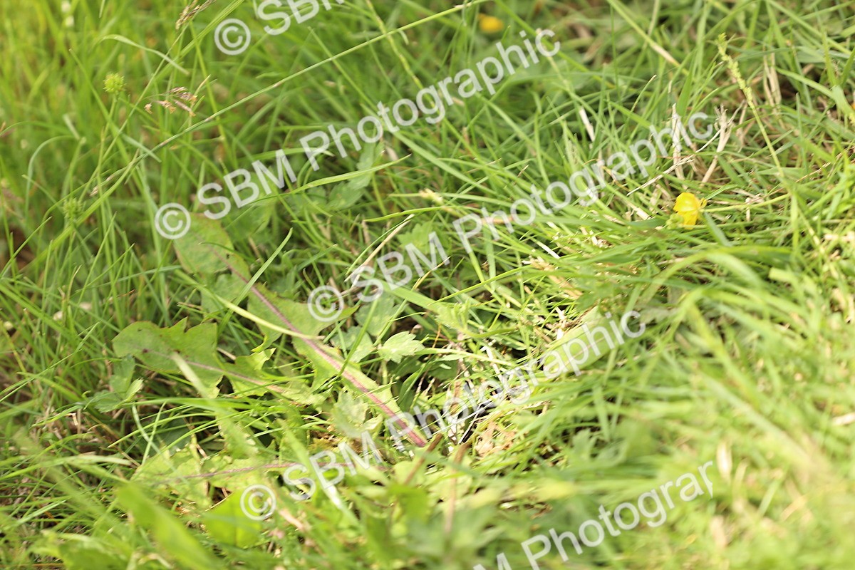 SBM_000989 - Class 4 - Novice 5