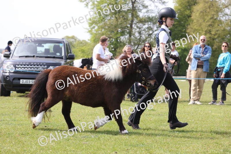 20260426-3185 - Class 26 - Shetland Ponies and Minitures