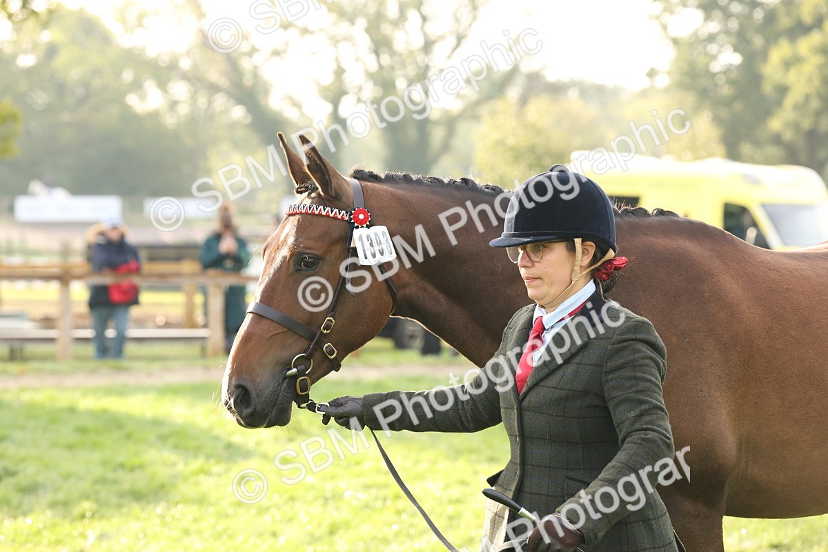 SBM_54981 - S52 - Riding Horse & Hack & thoroughbred In Hand