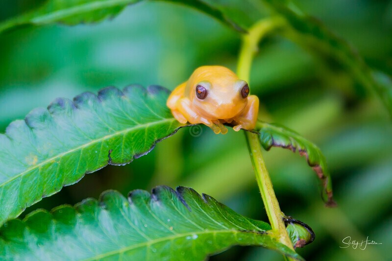 2 Golden Green Tree Frog - Green Frogs - Golden Variation
