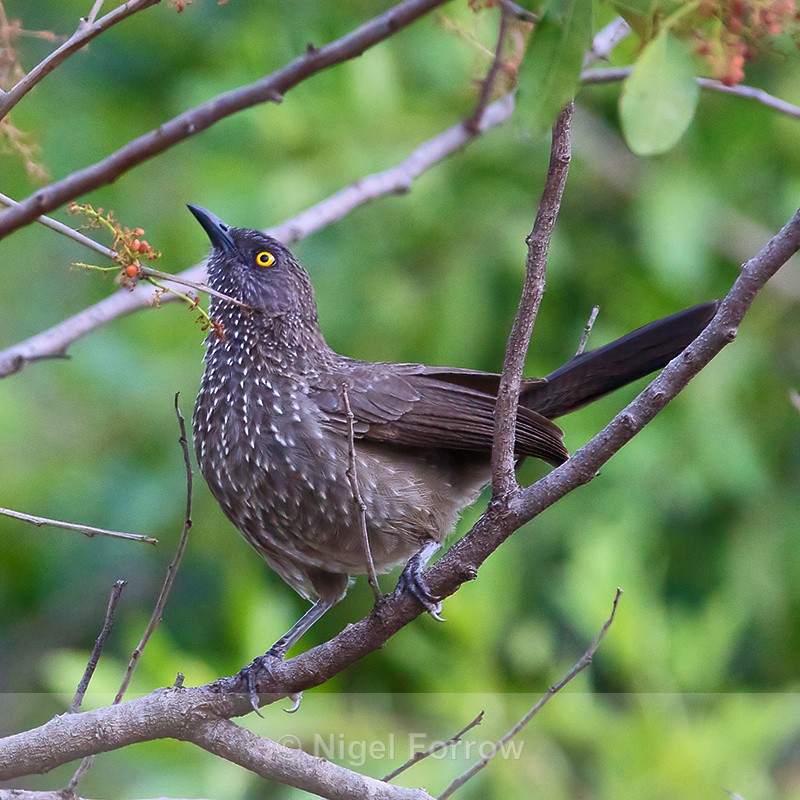 Arrow-marked Babbler perched on a branch - Arrow-marked Babbler