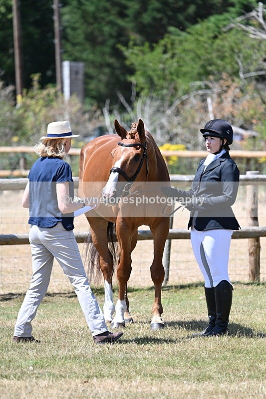 WJ7_2355 - Class 5a Most Handsome Gelding in hand (above 14.2hh)