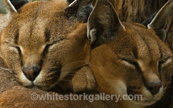 Linx - Wildlife and Animals