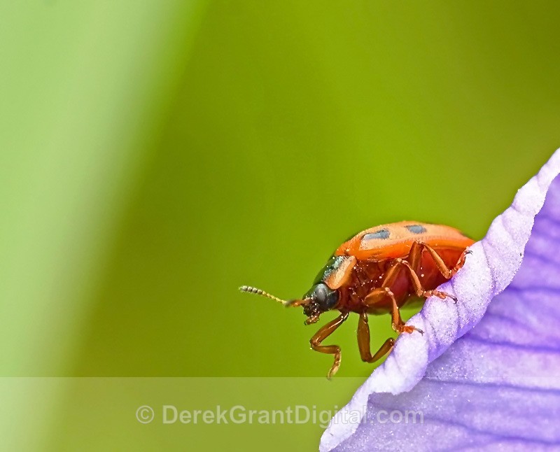 Harmonia axyridis - Bees, Beetles, Bugs