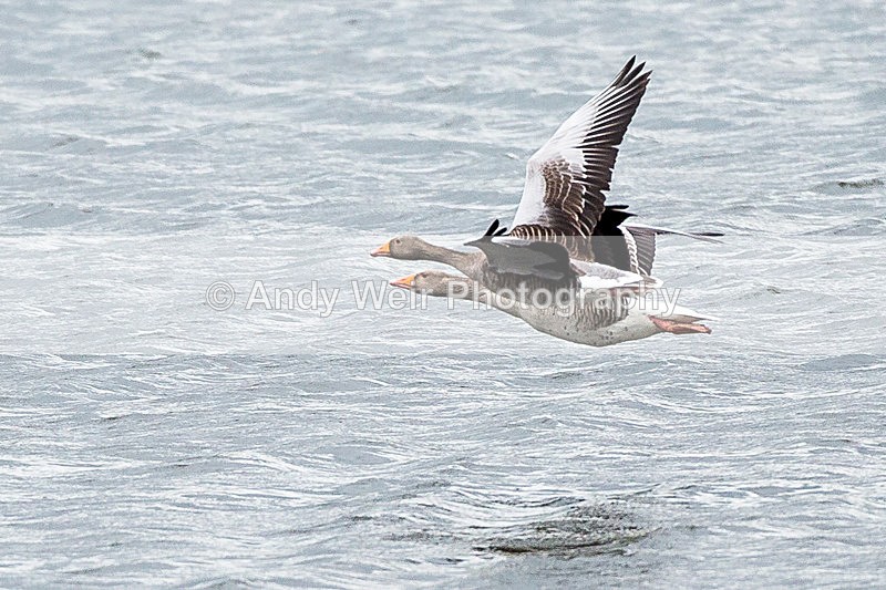 20140417-3K8A0153 - Geese