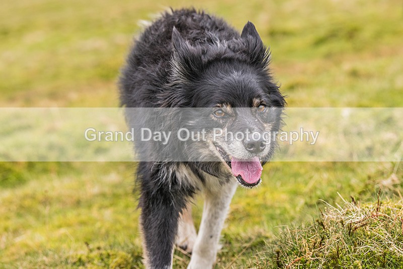 Keswick-123 - Inter Counties & Up and Down Mountain Running Champs (Junior & Senior Races) Sunday 21st April 2024