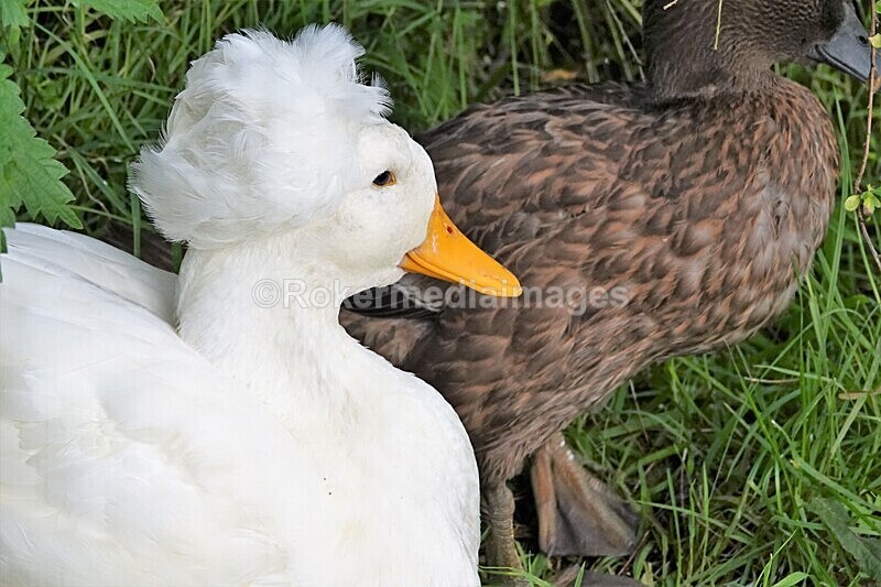 DSC07763 - SEPT 2020 STAYCATION