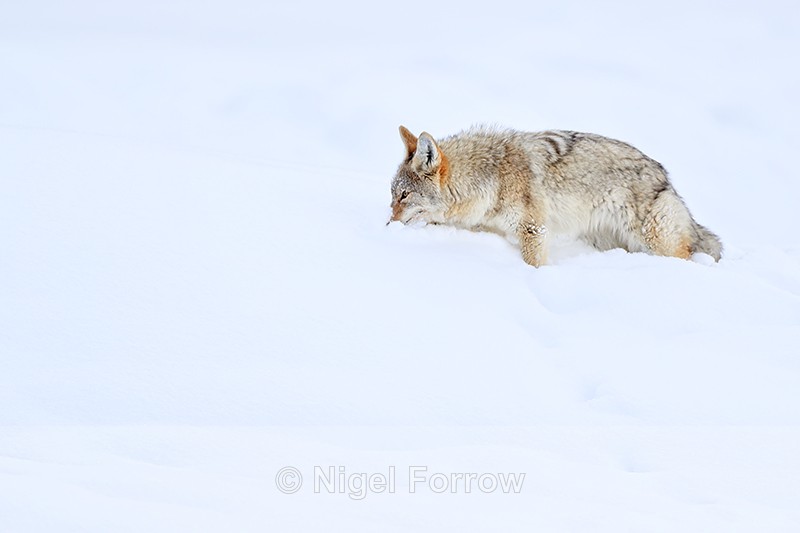 Coyote with nose in snow, Hayden Valley, Yellowstone National Park - Coyote
