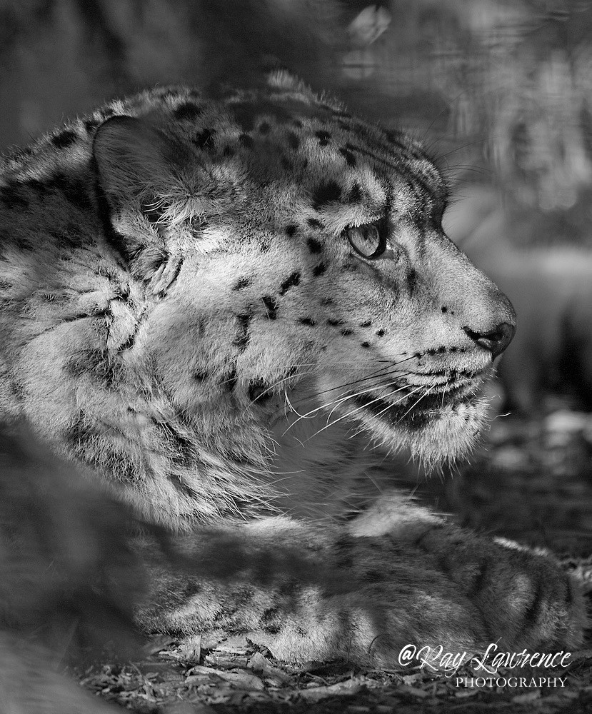 5386c snow leopard - Wildlife - Other