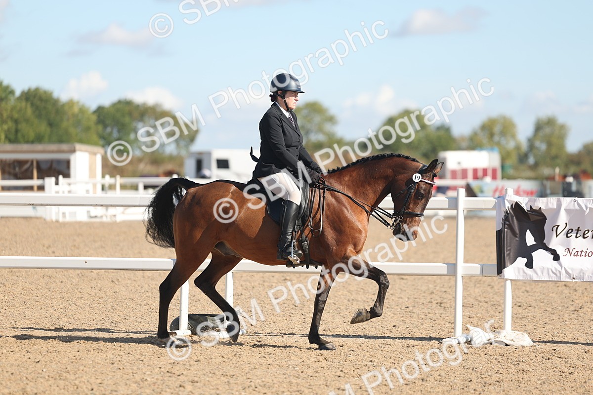 SBM_13004 - Class 305 - Ridden Foreign Breed Pure Bred