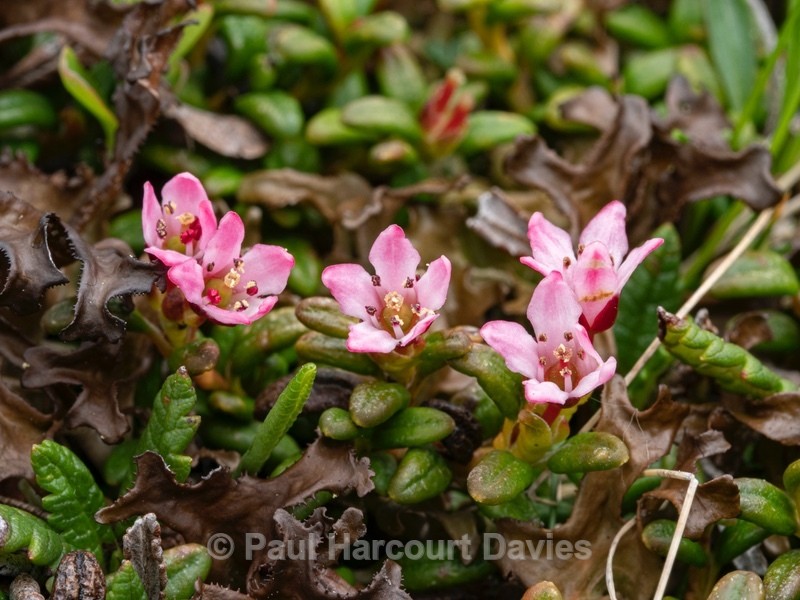 Creeping azalea (Loiseleuria procumbens) - Wild Flowers
