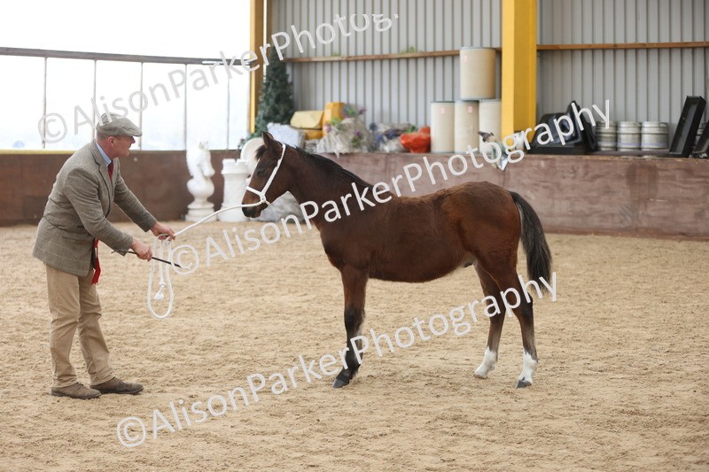 20251109-0811 - Class 24 - Foals