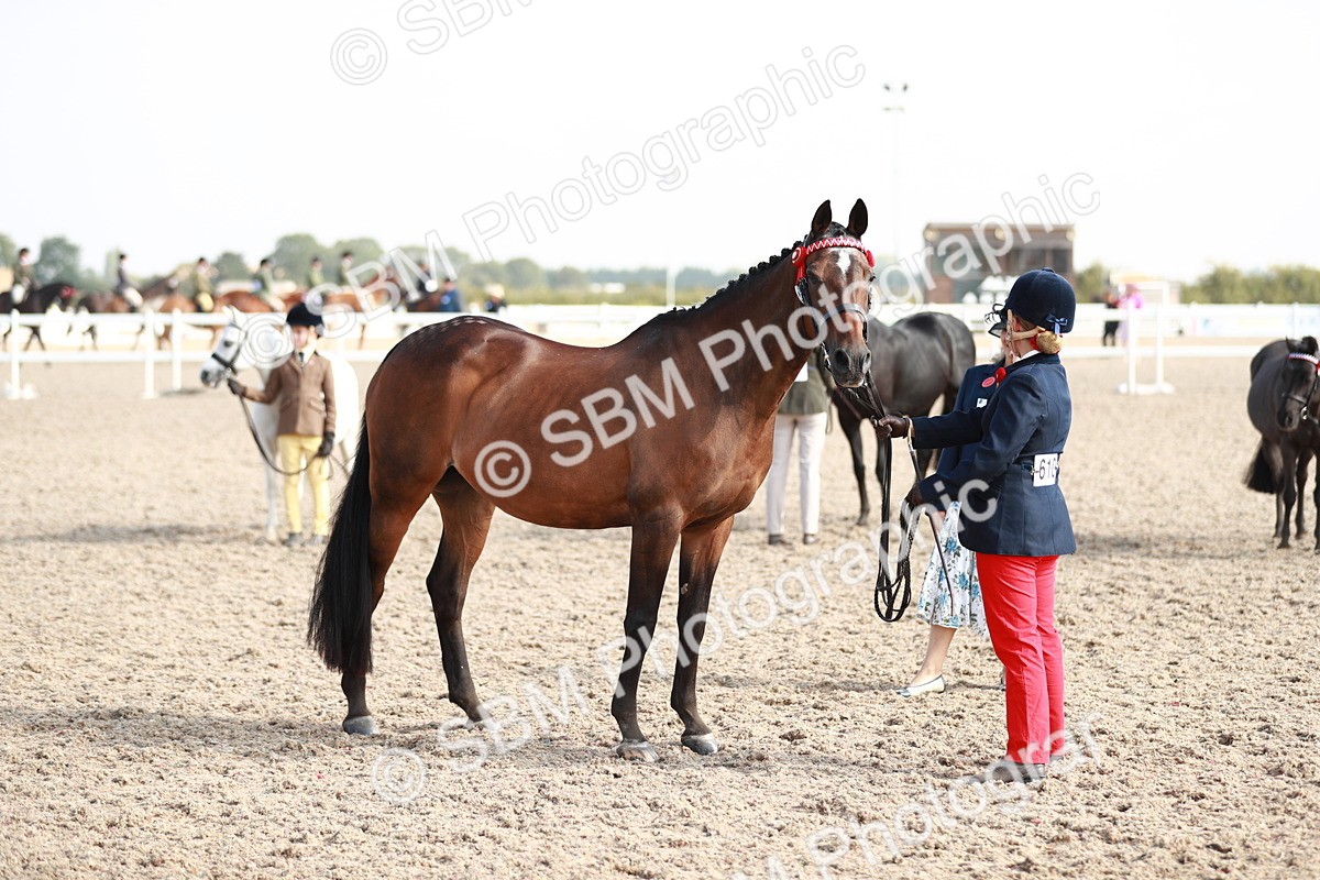 SBM_11103 - Class 205 IH Show Pony/ Show Hunter Pony