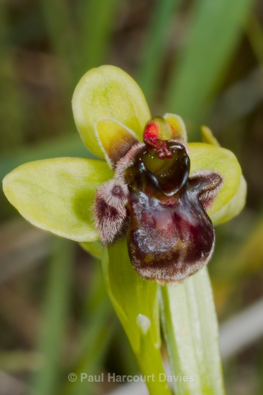 Bumble-bee orchid (Ophrys bombyliflora) - Orchids - Ophrys
