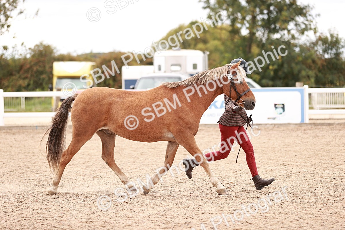 SBM_16894 - Class 415 - Horse-Pony Judge would most like to take home