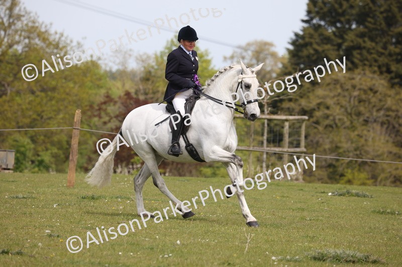 20260426-4459 - Class 34 - Best Riding Horse Over 14.2hh