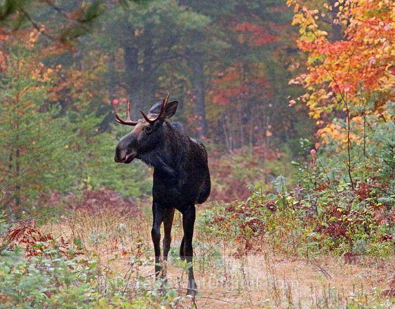 Alces alces Bull Moose in Autumn - Mammals, Reptiles & Amphibians
