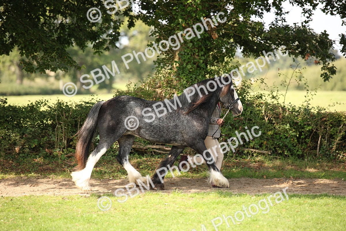 SBM_62203 - S55 - Traditional Cob In Hand