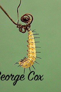 Pupating caterpillar