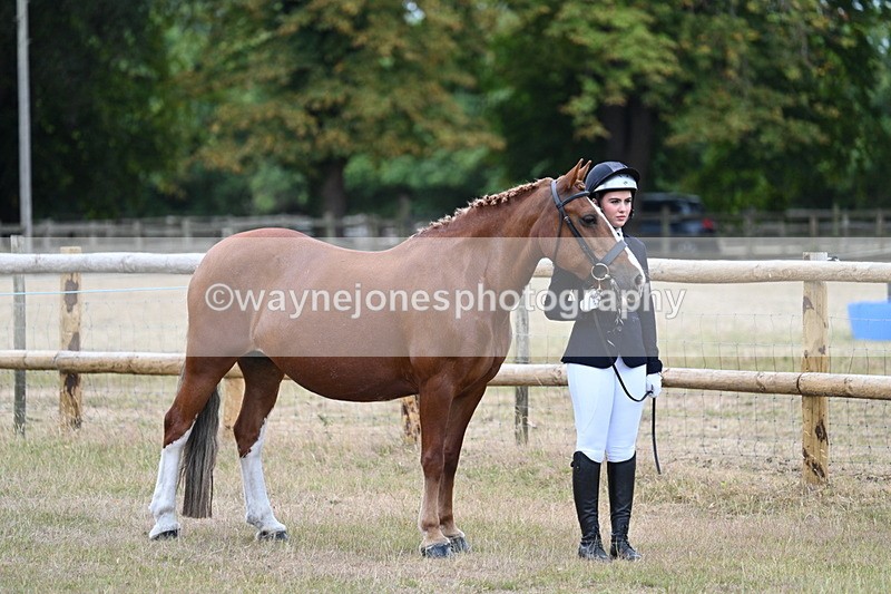 WJ7_8761 - Class 4a Prettiest Mare 14.2hh and over
