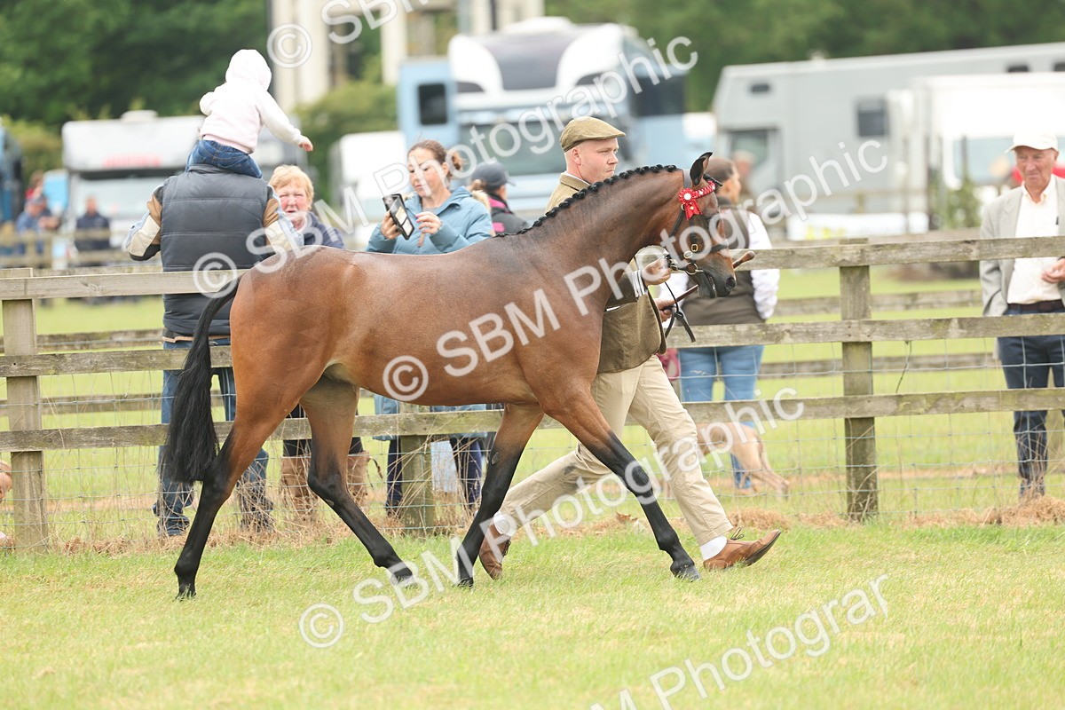 SBM_05403 - Class 68-73 - Riding Pony Breeding