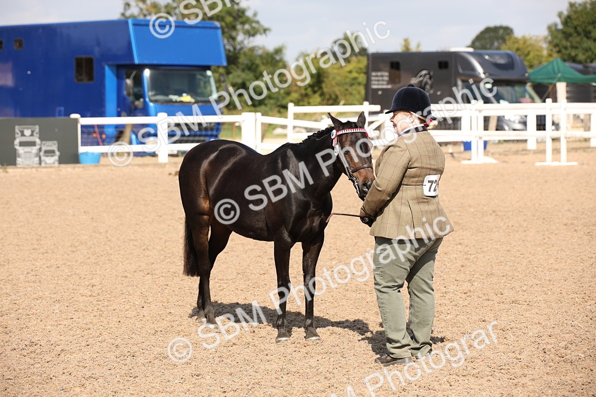 SBM_03040 - Class 17 Prettiest Mare IH or Ridden