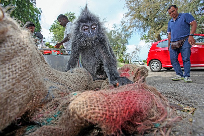 Silver leaf monkey picking though a street vendors bag in Kuala Lumpur - Urban Wildlife, Kuala Lumpur - Malaysia