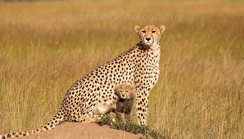  - Cheetah