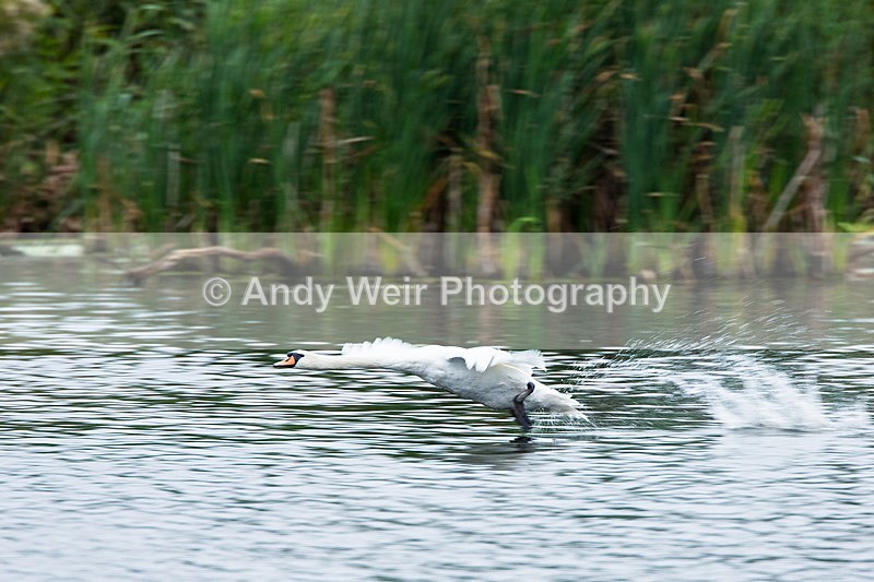 20140906-3K8A5548 - Swans