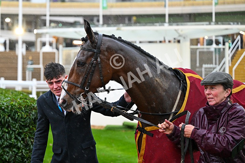 141125-Race 5-Intosomethinggood-0608 - Race 5