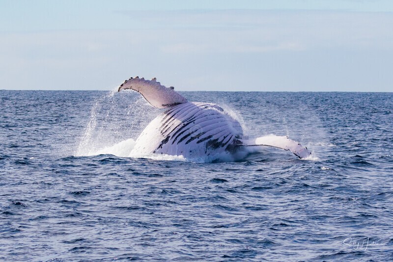 0A3A7436. Sunrise Breach 4 - 2023 Whale Photos