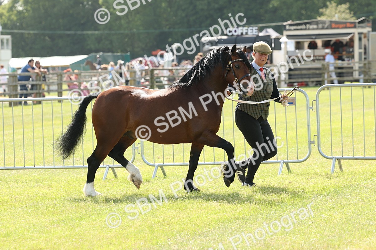 SBM_02105 - Class 6-13 - Mountatin and Moorland In Hand Welsh Breeds